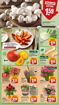 Blumentopf im REWE Prospekt "Dein Markt" mit 36 Seiten (Hildesheim)