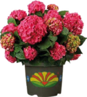 Garten-Hortensie (Hydrangea macrophylla) im Angebot bei Globus-Baumarkt in Tübingen Garten-Hortensie (Hydrangea macrophylla) Angebote bei Globus-Baumarkt Tübingen für 9,99 €