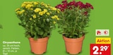 Chrysantheme im Angebot bei Netto Marken-Discount in Saarlouis Chrysantheme Angebote bei Netto Marken-Discount Saarlouis für 2,29 €