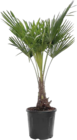 Hanfpalme (Trachycarpus fortunei) bei Globus-Baumarkt im Landsberg Prospekt für 79,99 €