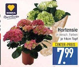 Hortensie Angebote von Edeka Herzstücke bei E center Dachau für 7,99 €