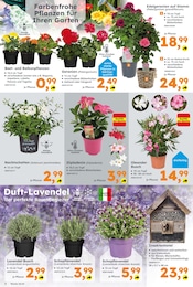Ähnliche Angebote wie Gartenzwerg im Prospekt "Immer eine Idee besser" auf Seite 2 von Globus-Baumarkt in Homburg