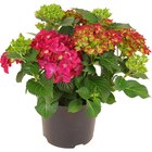 Bauernhortensie Rot Höhe ca. 45 cm Topf ca. 5 l Hydrangea Macrophylla im OBI Prospekt Bauernhortensie Rot Höhe ca. 45 cm Topf ca. 5 l Hydrangea Macrophylla von im aktuellen OBI Prospekt für 14,99 €