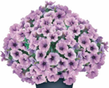 Petunien Angebote bei Netto Marken-Discount Emden für 7,99 €