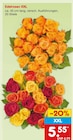 Baum im Netto Marken-Discount Prospekt Edelrosen im aktuellen Netto Marken-Discount Prospekt für 5,55 €