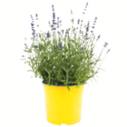 toom Baumarkt Großerkmannsdorf - Nützlingsfreundliche Pflanzen Angebot im Prospekt Nützlingsfreundliche Pflanzen bei toom Baumarkt im Großerkmannsdorf Prospekt für 3,59 €