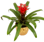 Aktuelle Blumentopf Angebote bei Kaufland in Leipzig Aktuelles Bromelie im Keramik-Übertopf Angebot bei Kaufland in Leipzig ab 11,99 €