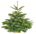 toom Baumarkt Luckenwalde - Nordmanntanne mit Holzständer Angebot im Prospekt Nordmanntanne mit Holzständer bei toom Baumarkt im Luckenwalde Prospekt für 21,99 €