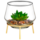 Plante grasse dans pot en verre en promo chez B&M Nogent-sur-Marne à 3,50 €