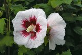 Hagebaumarkt Rellingen - Gartenhibiskus Angebot im Prospekt Gartenhibiskus bei Hagebaumarkt im Rellingen Prospekt für 12,99 €