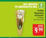 Orchidee Phalaenopsis im Angebot bei Marktkauf in Erlangen Orchidee Phalaenopsis Angebote bei Marktkauf Erlangen für 9,99 €
