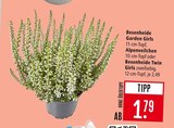 Aktuelles Besenheide Garden Girls Angebot bei Marktkauf in Ulm ab 1,79 €