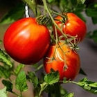 Plant de tomate greffé - TRUFFAUT - Truffaut à Aulnay-sous-Bois Plant de tomate greffé - TRUFFAUT en promo chez Truffaut Aulnay-sous-Bois à 4,99 €