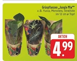 Grünpflanzen „Jungle Mix“ im Angebot bei EDEKA in Schwabach Grünpflanzen „Jungle Mix“ Angebote bei EDEKA Schwabach für 4,99 €