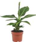 BANANIER - GARDENLINE en promo à 2,49 € chez Aldi BANANIER - GARDENLINE dans le catalogue Aldi