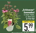 Echinacea Sonnenhut Angebote bei EDEKA Augsburg für 5,99 €