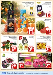 Marktkauf Alpenveilchen im Prospekt 