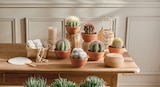 Cactus ou succulente pot 14 cm dans le catalogue Intermarché Hyper