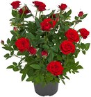 Topfrose Angebote bei REWE Euskirchen für 3,33 €