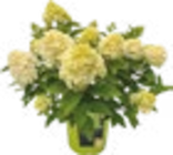 Rispen-Hortensie im Angebot bei Raiffeisenmarkt in Ibbenbüren Rispen-Hortensie Angebote bei Raiffeisenmarkt Ibbenbüren für 17,99 €