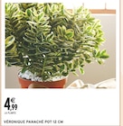 Promo VÉRONIQUE PANACHÉ POT 12 CM à 4,99 € dans le catalogue Intermarché à Sainte-Maure-de-Touraine