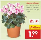 Aktuelles Alpenveilchen Angebot bei Netto Marken-Discount in Bielefeld ab 1,99 €