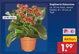 Geglitzerte Kalanchoe Angebote bei Netto Marken-Discount Lippstadt für 1,99 €