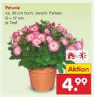 Petunie im Angebot bei Netto Marken-Discount in Suhl Petunie Angebote bei Netto Marken-Discount Suhl für 4,99 €