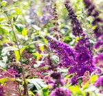 Sommerflieder Angebote bei Garten-Center Nordharz GmbH & Co. KG Salzgitter für 8,99 €