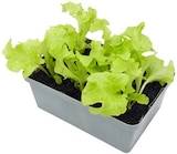 Gemüsejungpflanzen bei Hagebaumarkt im Kyritz Prospekt für 1,79 €