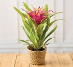 PLANTE FLEURIE - Super U à Nanterre PLANTE FLEURIE en promo chez Super U Nanterre à 8,99 €