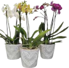 Aktuelles Orchidee Phalaenopsis Multiflora oder bepflanzte Zinkschale Angebot bei E neukauf in Hamburg ab 9,99 €