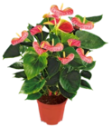 Flamingo-blume im Angebot bei Kaufland in Rheine Flamingo-blume Angebote bei Kaufland Rheine für 7,99 €