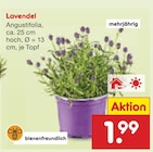 Aktuelles Lavendel Angebot bei Netto Marken-Discount in Düsseldorf ab 1,99 €