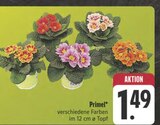 Aktuelle Pflanzen Angebote bei E center in Jena Aktuelles Primel Angebot bei E center in Jena ab 1,49 €