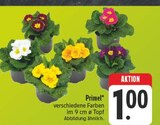 E center Münnerstadt - Primel Angebot im Prospekt Primel bei E center im Münnerstadt Prospekt für 1,00 €