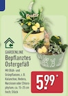 Bepflanztes Ostergefäß von Gardenline im aktuellen ALDI Nord Prospekt