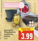 Amaryllis-Pflanzset im Geschenkkarton von  im aktuellen E center Prospekt für 3,99 €