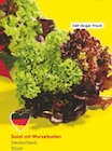Salat mit Wurzelballen im Angebot bei Netto Marken-Discount in Salzgitter Salat mit Wurzelballen Angebote bei Netto Marken-Discount Salzgitter für 1,00 €