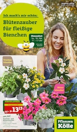 Aktueller Pflanzen Kölle Prospekt mit Pflanzen, "Blütenzauber für fleissige Bienchen!", Seite 1