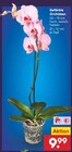 Aktuelles Gefärbte Orchideen Angebot bei Netto Marken-Discount in Mainz ab 9,99 €