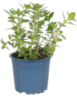 Bio GartenkrĂ€uter im Pflanzen Kölle Prospekt Bio GartenkrĂ€uter von Kölle Bio im aktuellen Pflanzen Kölle Prospekt fĂŒr 3,99 âŹ