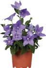 Großblütige Ballonblume bei Globus-Baumarkt im Achern Prospekt für 2,99 €