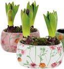 Hyazinthen in Keramik 'Early Springtime' im Angebot bei REWE in Regensburg Hyazinthen in Keramik 'Early Springtime' Angebote bei REWE Regensburg für 6,99 €