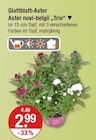 Glattblatt-Aster Aster novi-belgii 'Trio' für 2,99 € bei V-Markt im Angebot Glattblatt-Aster Aster novi-belgii 'Trio' im aktuellen V-Markt Prospekt
