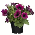 Wreesmann - XL-Beet- und Balkonpflanzen Angebot im Prospekt XL-Beet- und Balkonpflanzen bei Wreesmann im Prospekt "" für 1,59 €