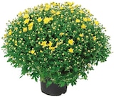 Chrysanthemen Busch XXL im Angebot bei REWE in Heidenheim Chrysanthemen Busch XXL Angebote bei REWE Heidenheim für 6,99 €