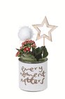 Kalanchoe im Winterglas im Angebot bei Lidl in Böblingen Kalanchoe im Winterglas Angebote bei Lidl Böblingen für 1,99 €