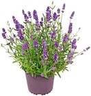 Lavendel im Penny Prospekt Lavendel von im aktuellen Penny Prospekt fĂŒr 1,89 âŹ