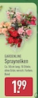 Spraynelken von Gardenline für 1,99 € bei ALDI Nord im Angebot Spraynelken von Gardenline im aktuellen ALDI Nord Prospekt